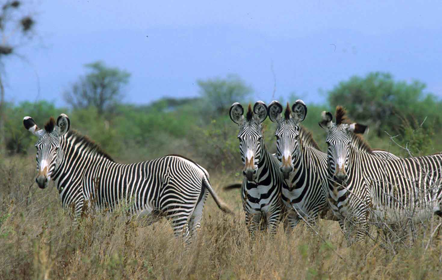 vejr Thorns snemand Samburu Buffalo Springs National Reserves and Mount Meru… | Discover Africa  Safaris