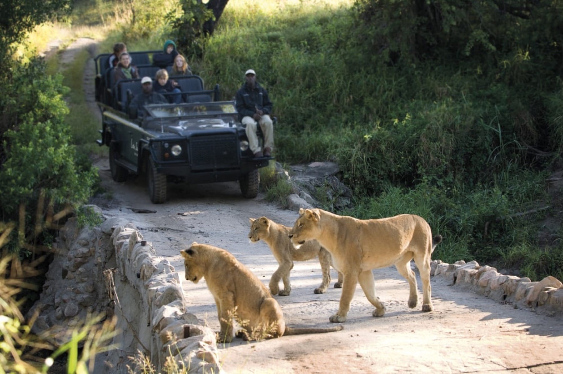 national park lion safari