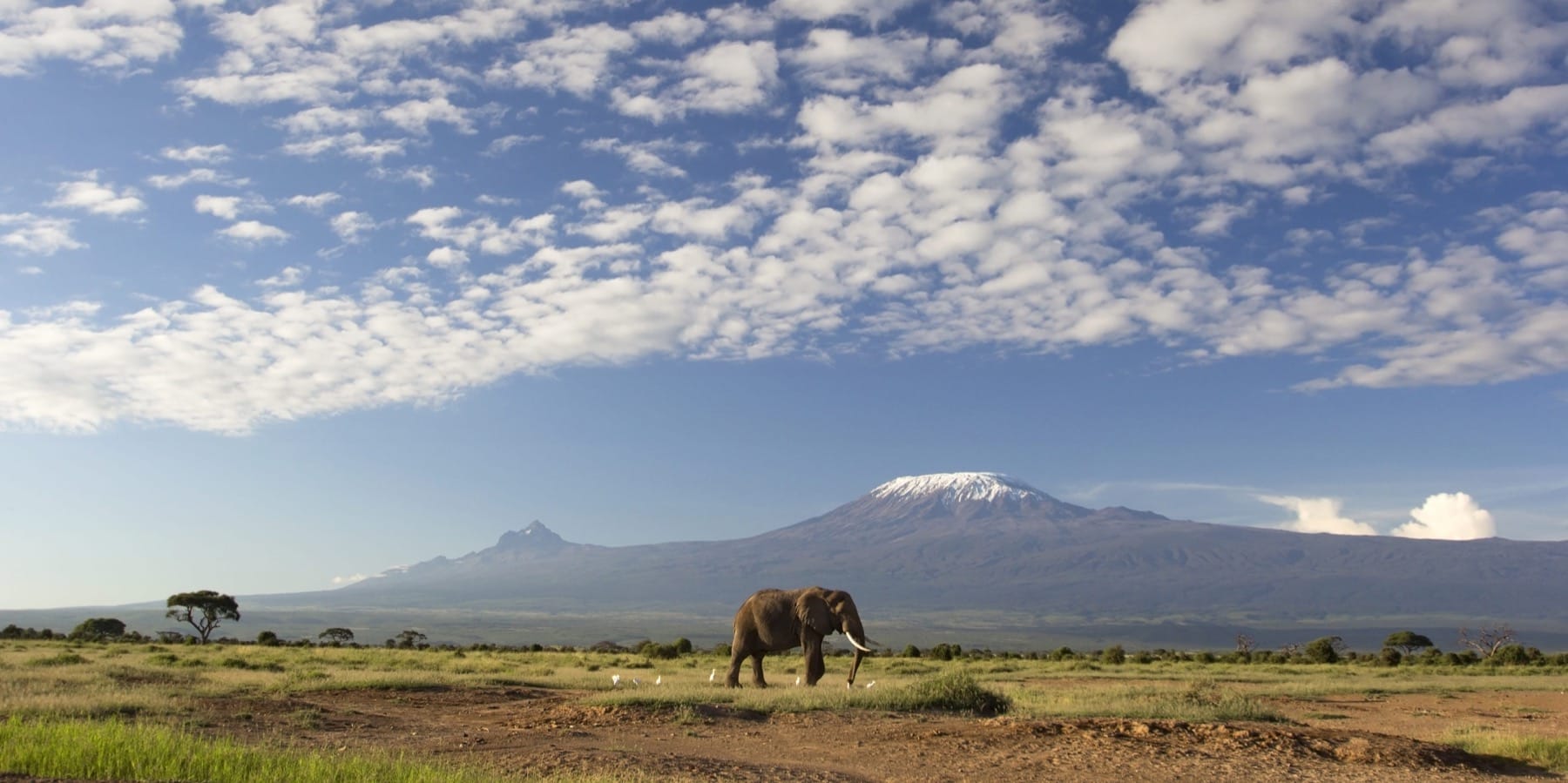 Килиманджаро панорама