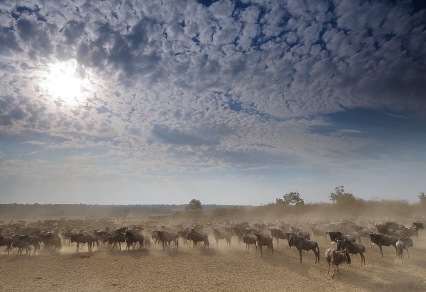 Wildebeest gathering at the Mara River which flows through the Masai Mara and the Serengeti