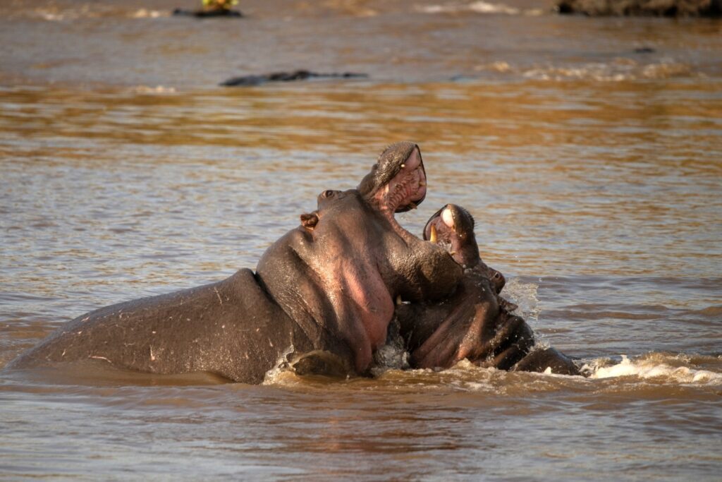 Hippos in the water at Rekero Camp. Photo: Asilia Africa Rekero Camp