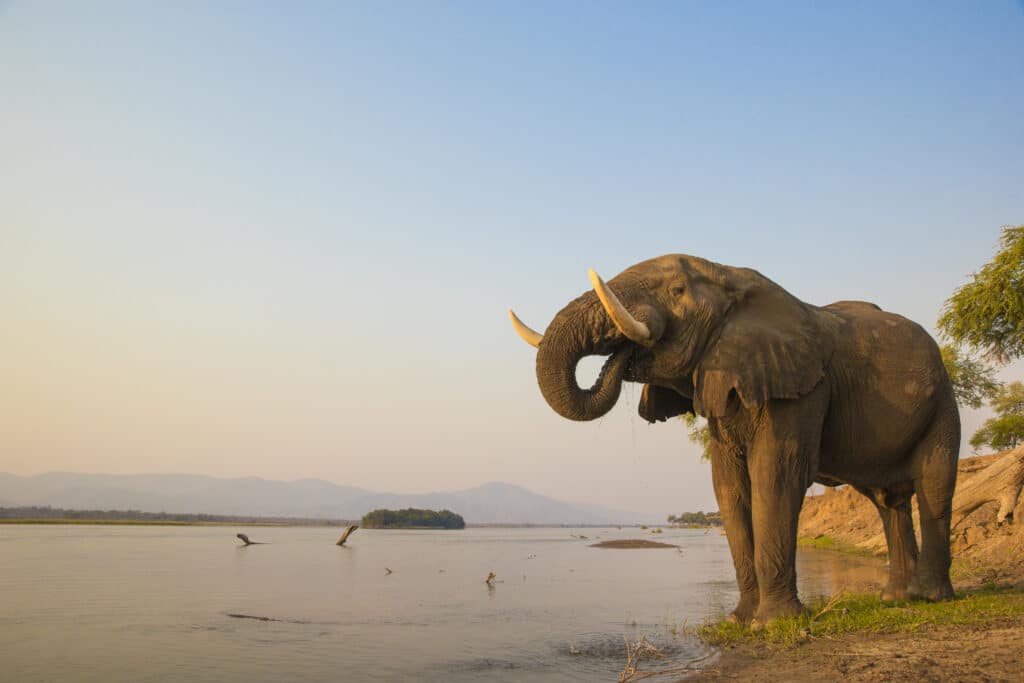 African Elephant bull drinking on the Zambezi river at sunset, Zambia.