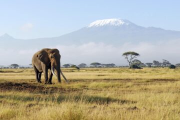 A lone old African Elephant with large ivory tusks, snowcapped Mount Kilimanjaro behind (highest in mountain Africa) Kenya safari vacation