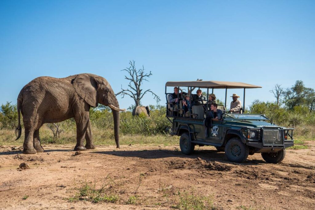 Elephants in the Greater Kruger, Image credit, Jabulani