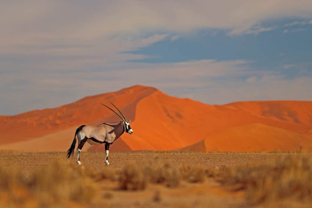 Gemsbok with orange sand dune evening sunset. Gemsbuck, Oryx gazella, large antelope in nature habitat, Sossusvlei, Namibia. Wild animals in the savannah. Animal with big straight antler horn.