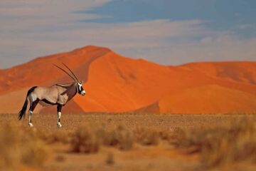 Gemsbok with the dunes of Sossusvlei in the background, Namibia.