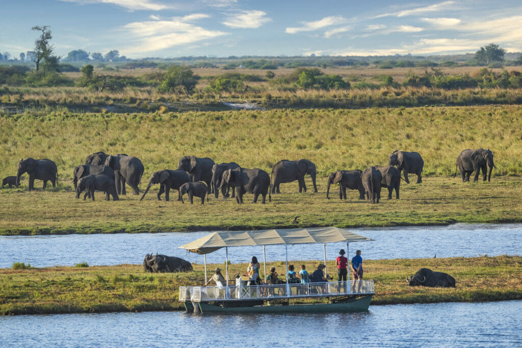 Boat cruise safari observing a two buffalo and herd of elephant in Chobe National Park, Botswana.