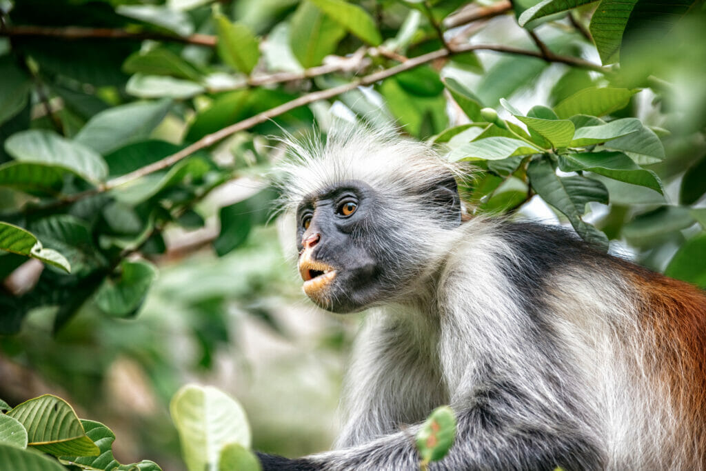 Red colobus monkey in the trees of Zanzibar rain forest.