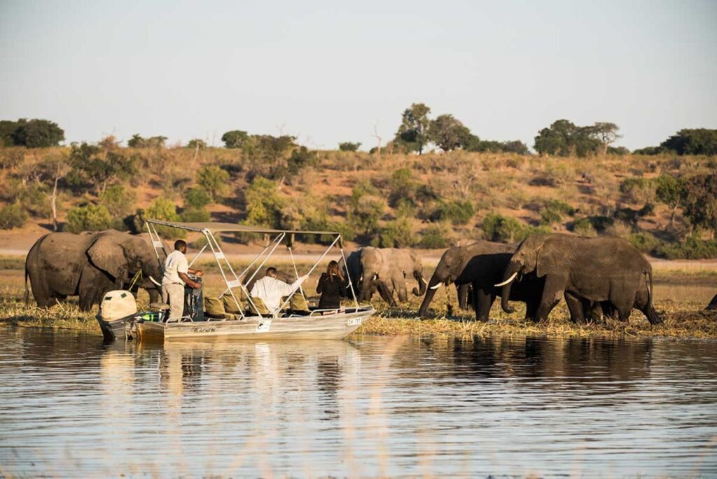 Elephants spotted on boat cruise safari in Chobe National Park, Botswana | Photo credit: Hideaways Camp Kuzuma