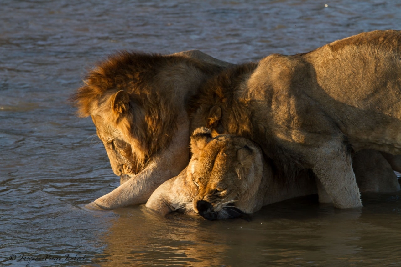 Remarkable Clash Between Lion and Wild Dog Brings Onlookers to Tears