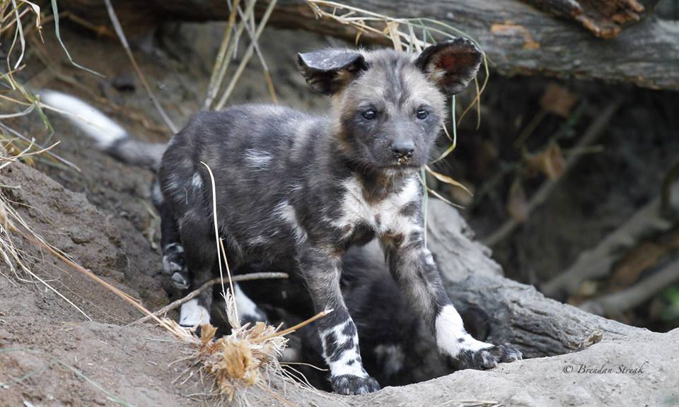 Remarkable Clash Between Lion and Wild Dog Brings Onlookers to Tears