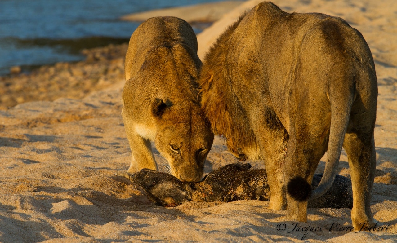 Remarkable Clash Between Lion and Wild Dog Brings Onlookers to Tears