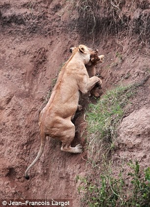 Lion cub falls off cliff, what happens next is amazing