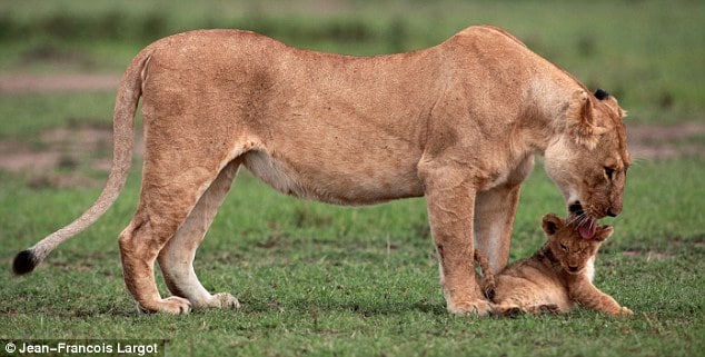 Lion cub falls off cliff, what happens next is amazing