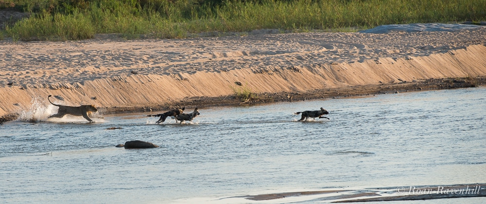 Remarkable Clash Between Lion and Wild Dog Brings Onlookers to Tears