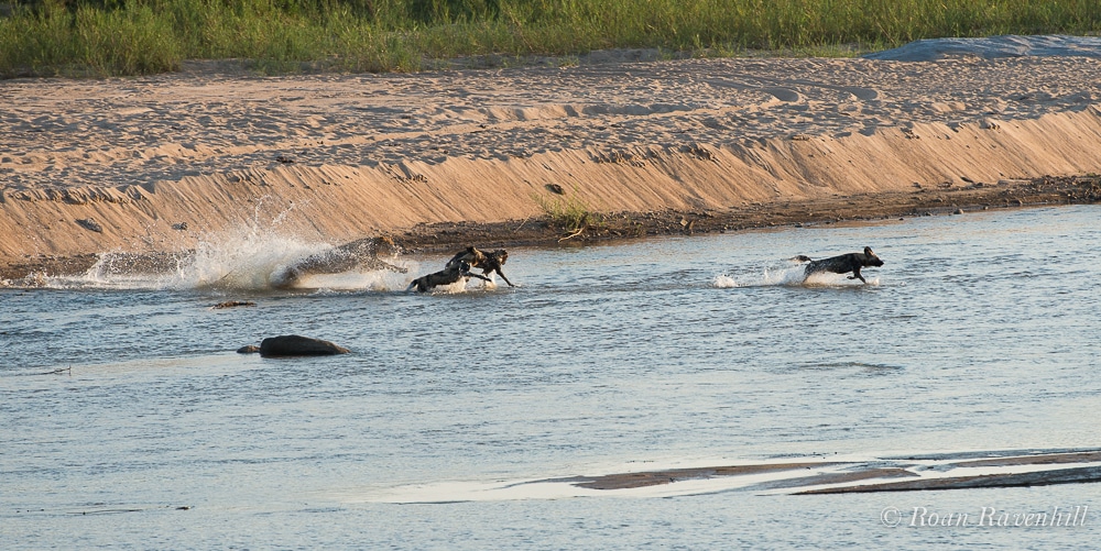 Remarkable Clash Between Lion and Wild Dog Brings Onlookers to Tears