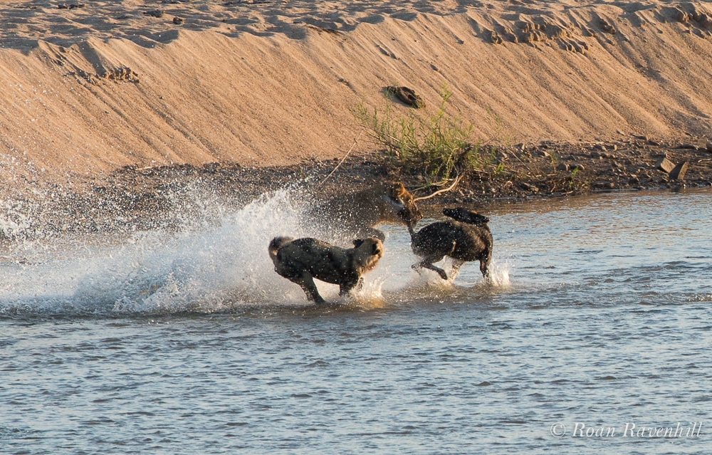 Remarkable Clash Between Lion and Wild Dog Brings Onlookers to Tears