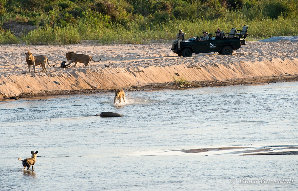 Remarkable Clash Between Lion and Wild Dog Brings Onlookers to Tears