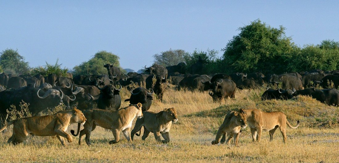 Botswana’s Okavango Delta finally becomes a World Heritage Site