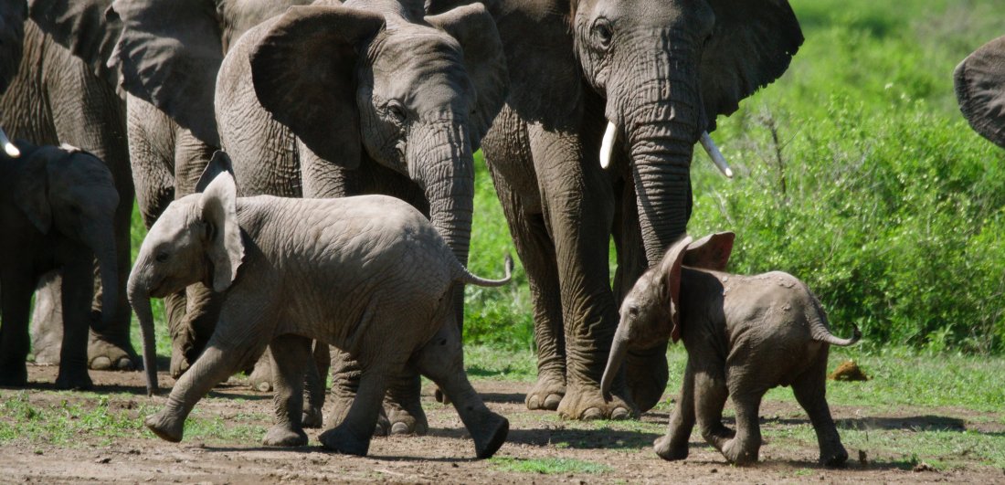 Festive Season in the Serengeti - Ania and Thomas’s Tanzania safari