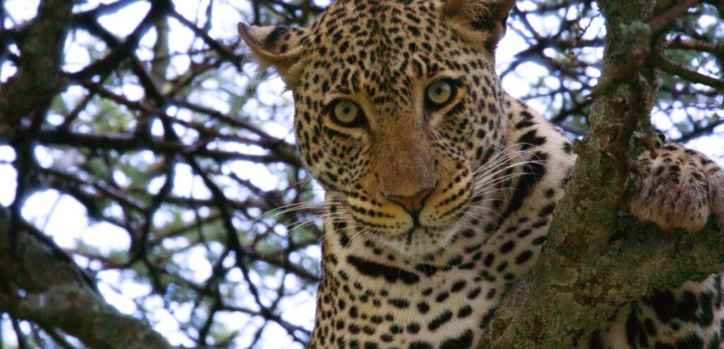 Leopard in the Serengeti, Tanzania