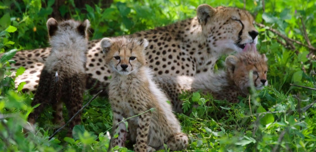 Festive Season in the Serengeti - Ania and Thomas’s Tanzania safari