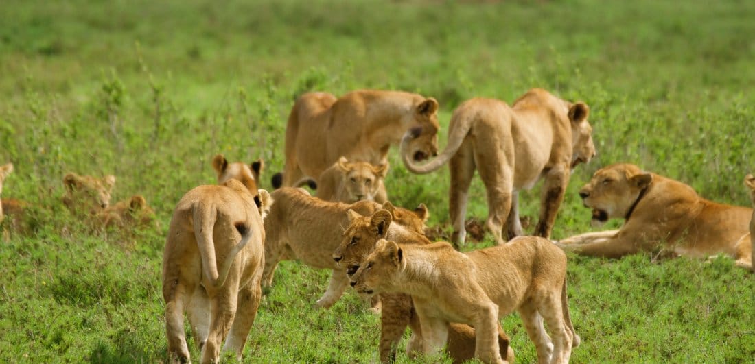 Festive Season in the Serengeti - Ania and Thomas’s Tanzania safari