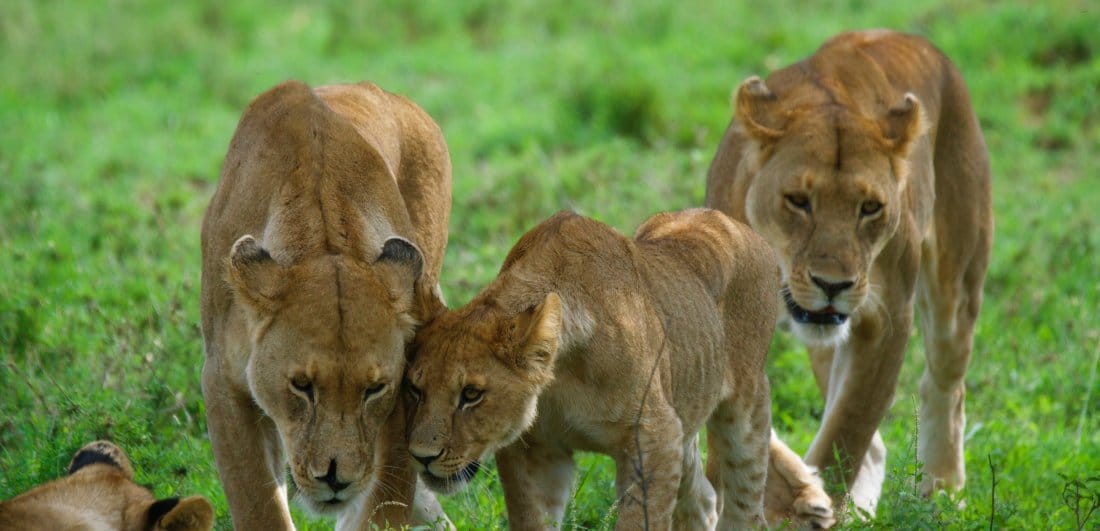 Festive Season in the Serengeti - Ania and Thomas’s Tanzania safari