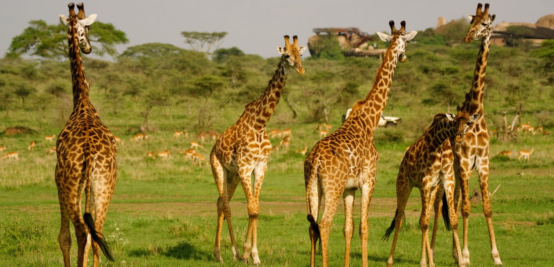 Festive Season in the Serengeti - Ania and Thomas’s Tanzania safari