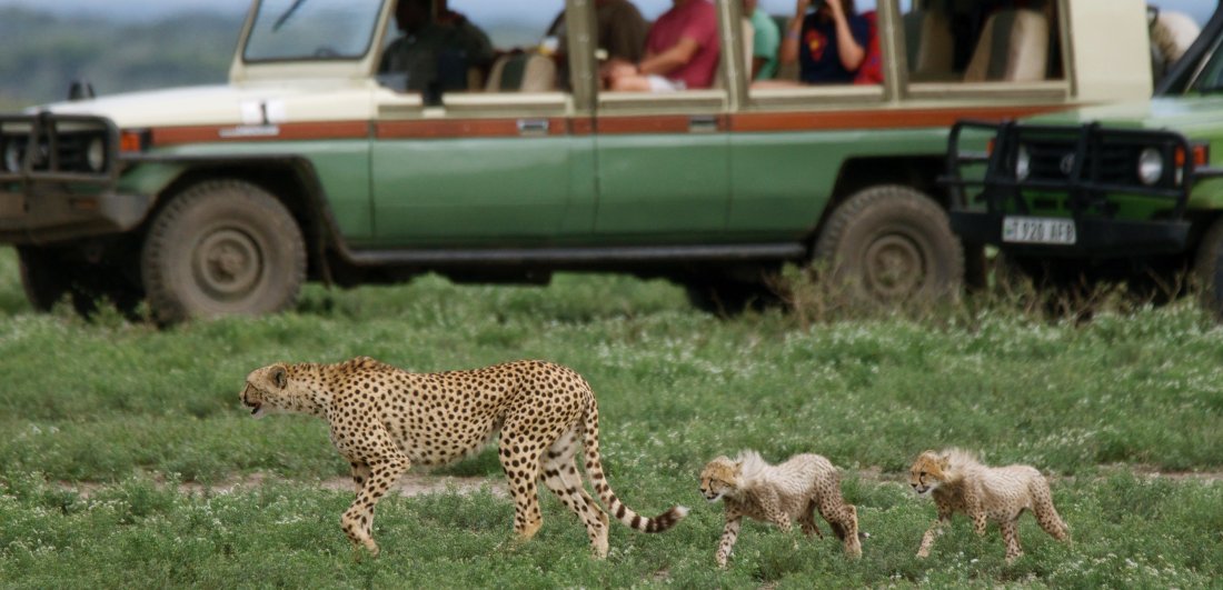 Festive Season in the Serengeti - Ania and Thomas’s Tanzania safari