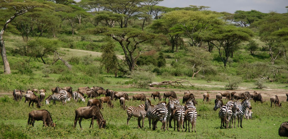 Festive Season in the Serengeti - Ania and Thomas’s Tanzania safari