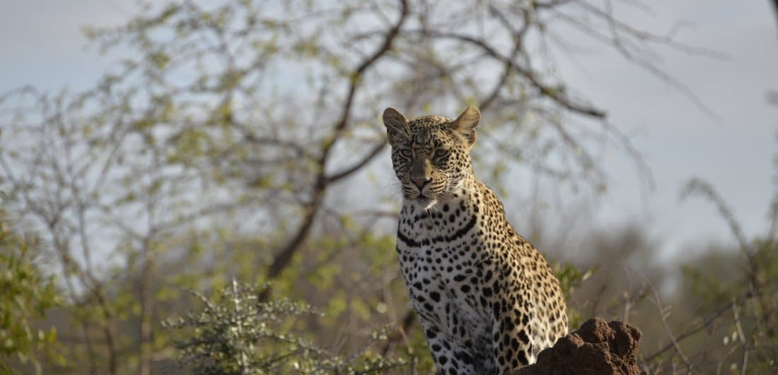 Addicted to Africa - Marg and Dick Guit’s South Africa and Botswana safari