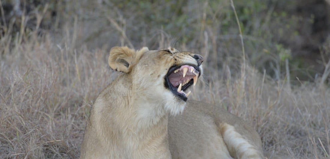 Addicted to Africa - Marg and Dick Guit’s South Africa and Botswana safari