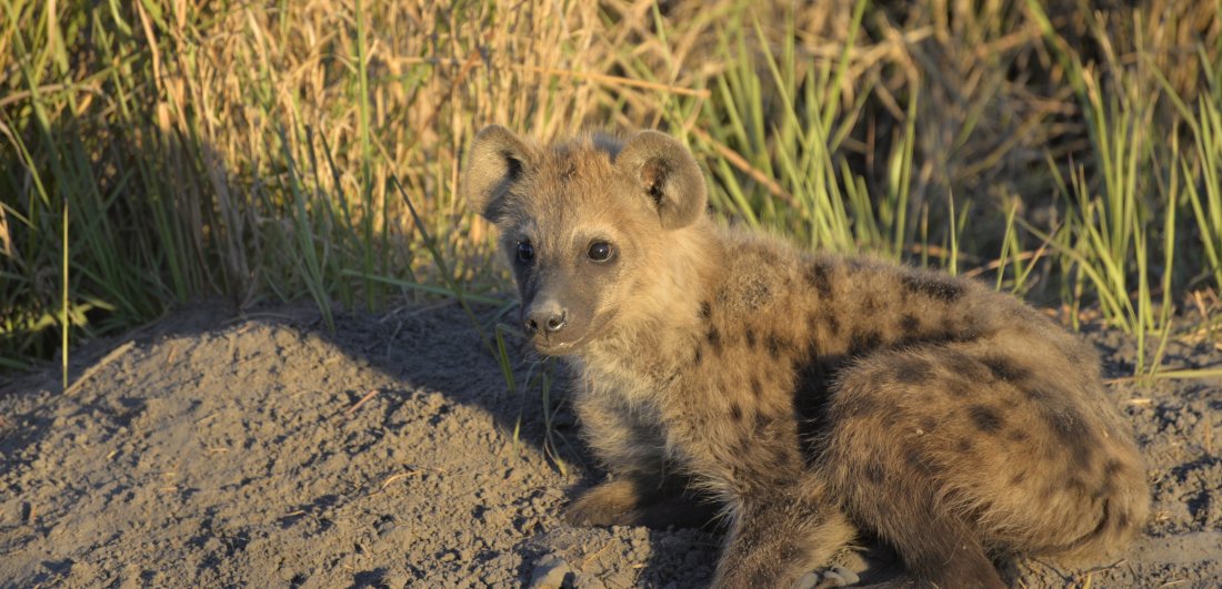 Addicted to Africa - Marg and Dick Guit’s South Africa and Botswana safari