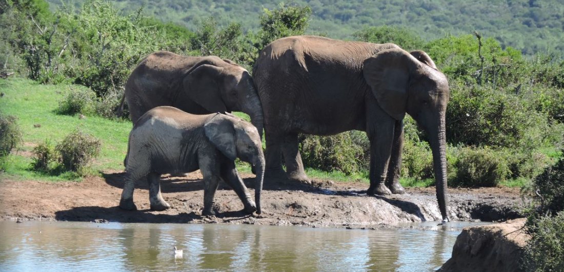 Exploring the Garden Route - Annemarie’s South African safari