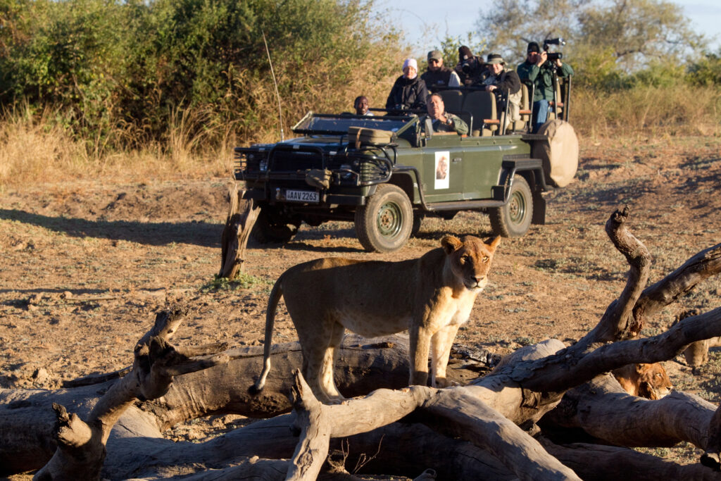 Tourists on safari view wildlife