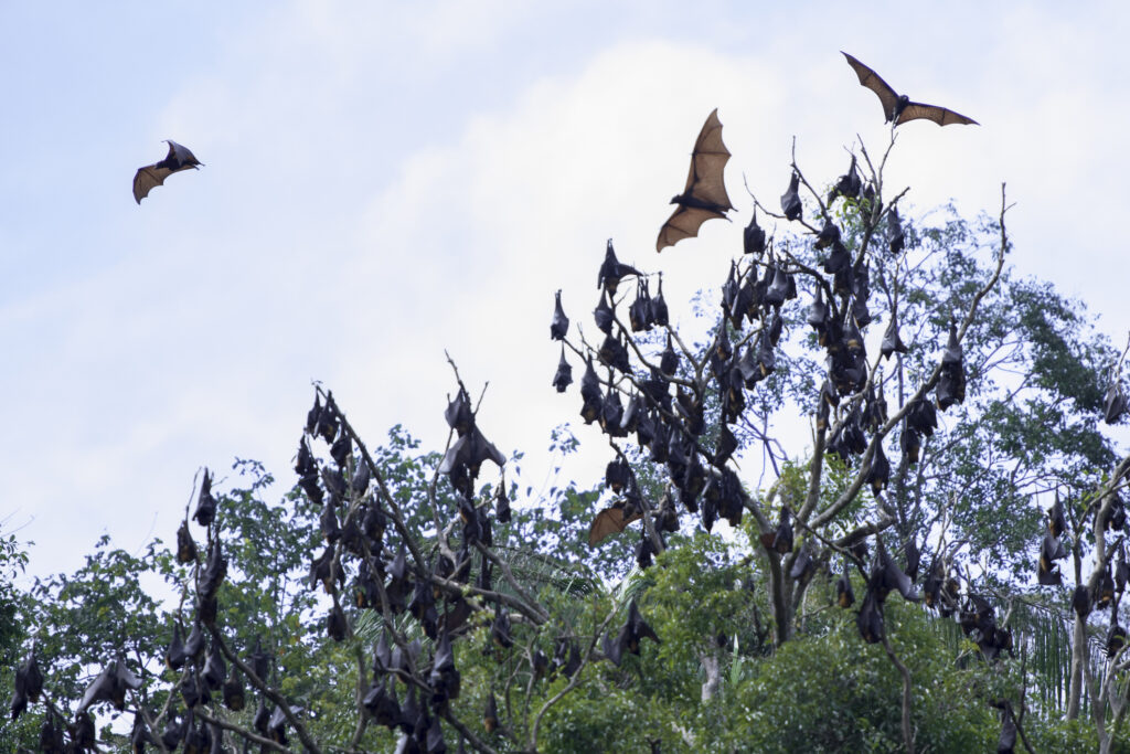 Wild bats hanging from trees