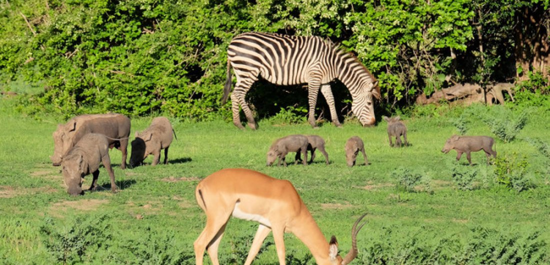 5 reasons to experience a Zambia safari