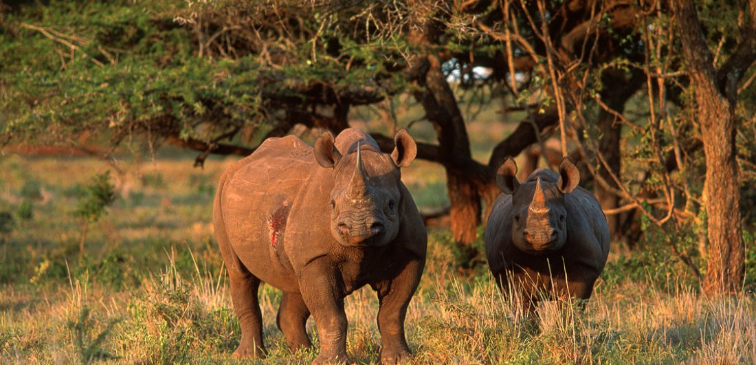 Expert Q&A: Africa’s best Big Five safari destinations