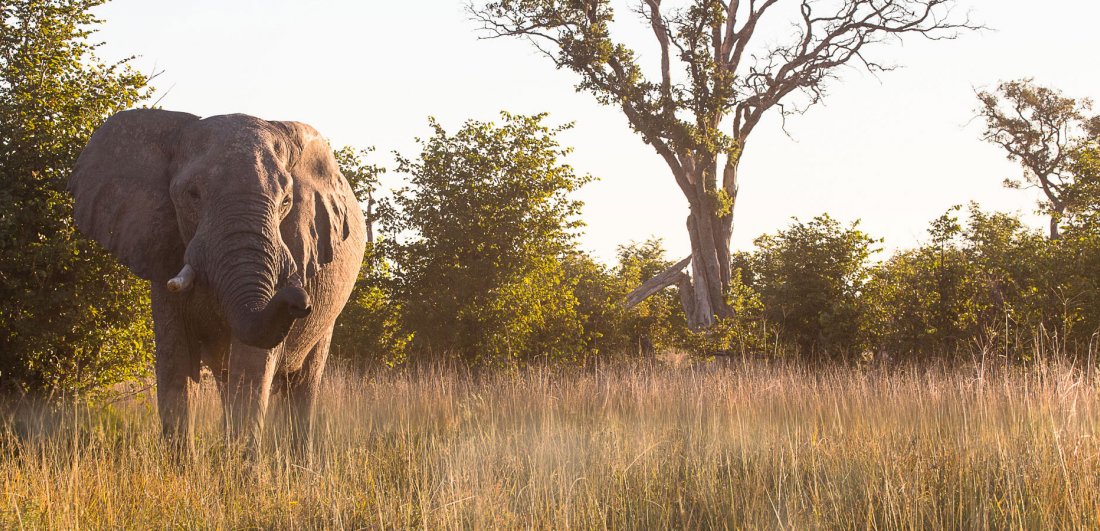 Expert Q&A: Africa’s best Big Five safari destinations