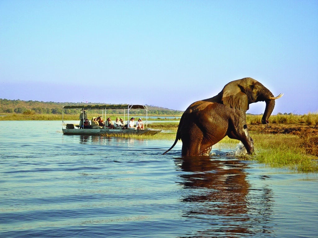 Elephant exiting a river, Botswana.