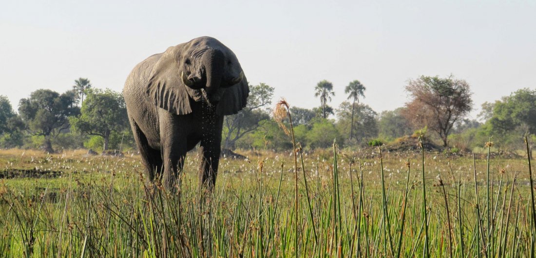 Expert Q&A: Africa’s best Big Five safari destinations