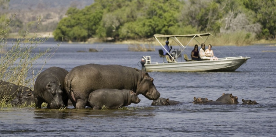 Hippos being observed by a boat safari, Botswana.