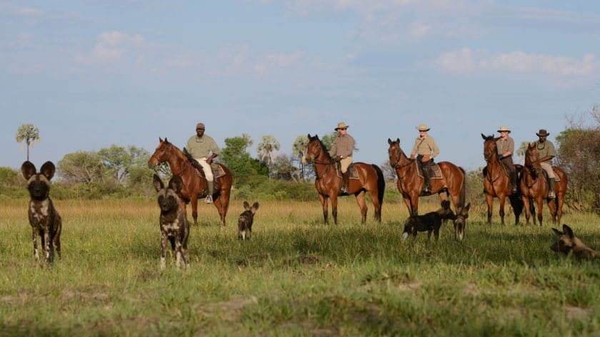 African wild dogs being observed by a horse riding safari, Botswana.