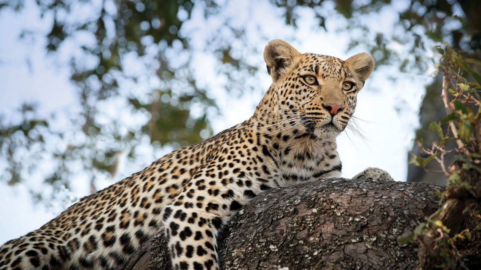 Leopard in Moremi Game Reserve, Botswana.