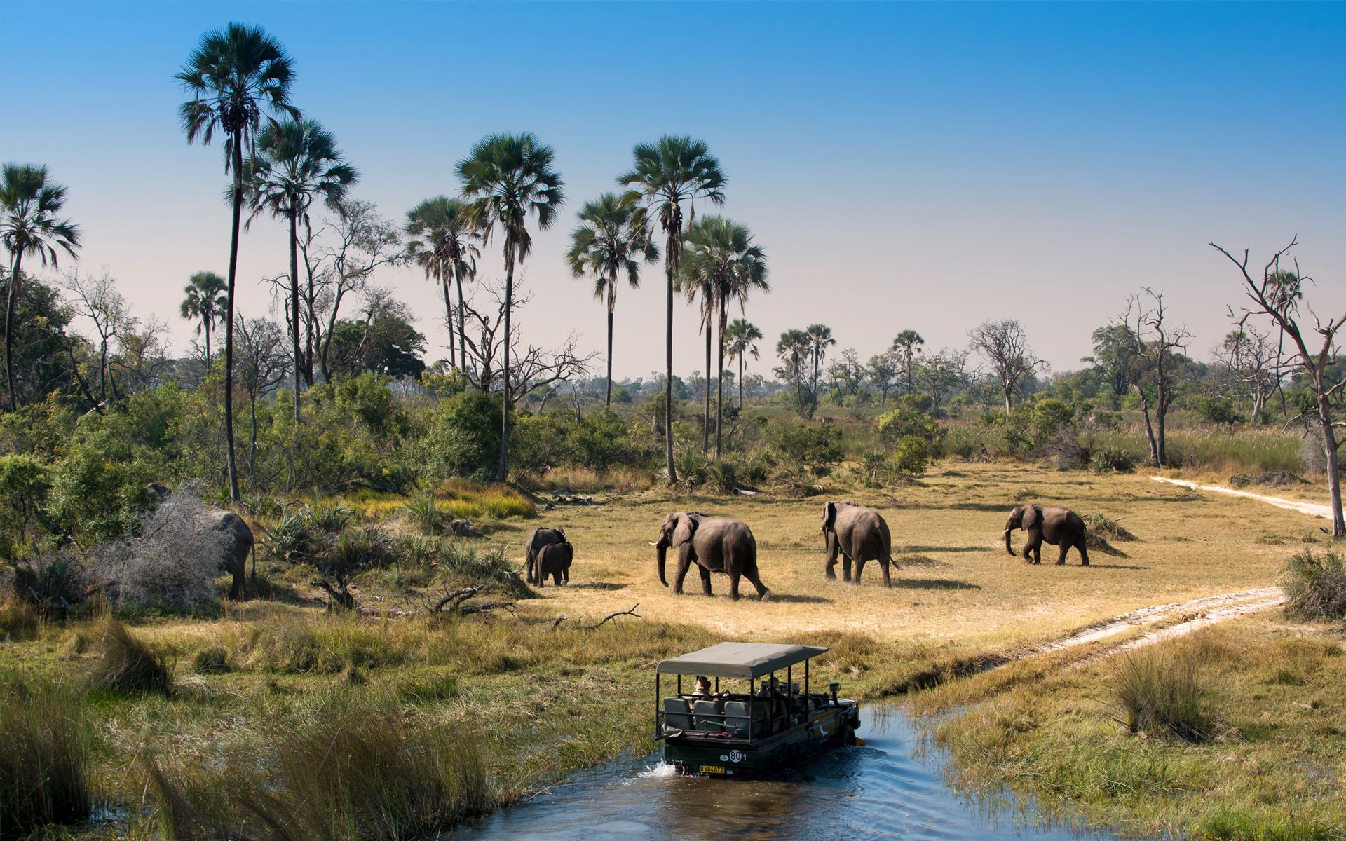 Elephants passing a boat cruise safari in the Okavango Delta, Botswana.