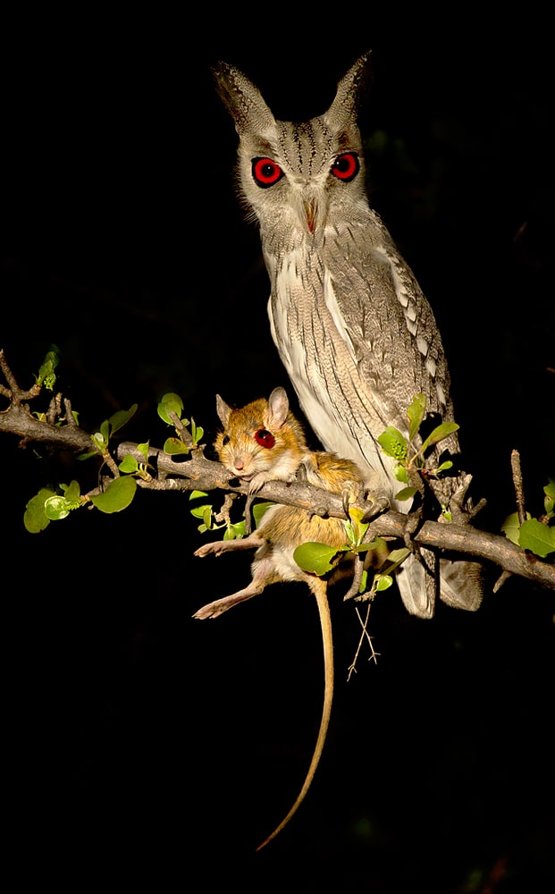 Southern Africa’s best photographic safari destinations