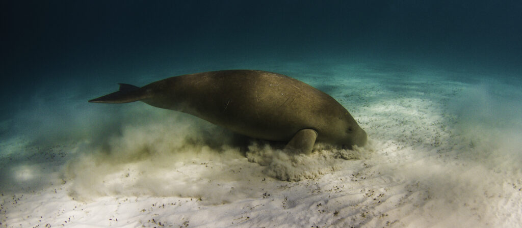 Dugong feeding in the sand