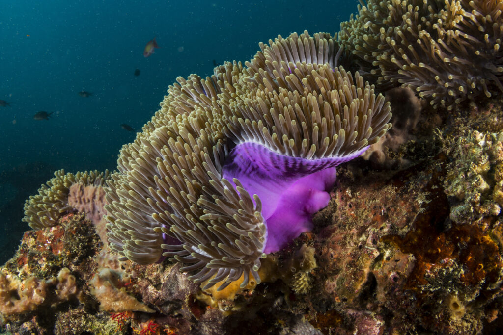 Coral Reef Bazaruto, Mozambique anemone