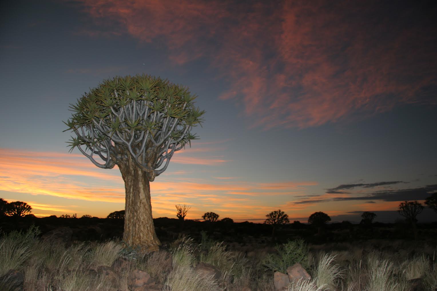 5 tips for a night safari